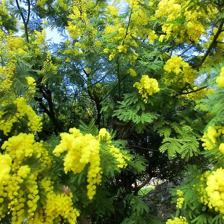 B&B La Palma Camporosso  Kültér fotó