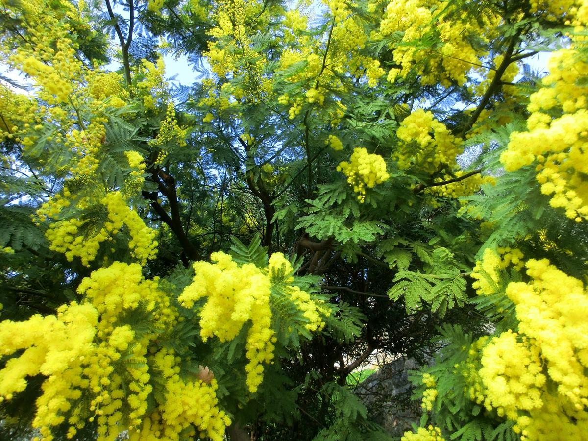 B&B La Palma Camporosso  Kültér fotó